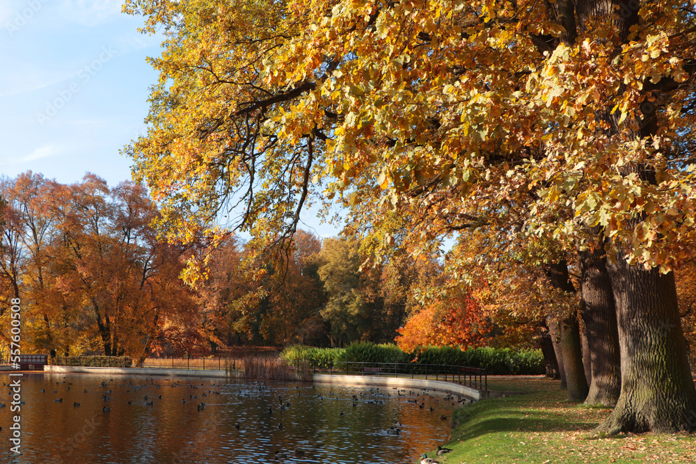 Picturesque view of park with beautiful trees and lake. Autumn season