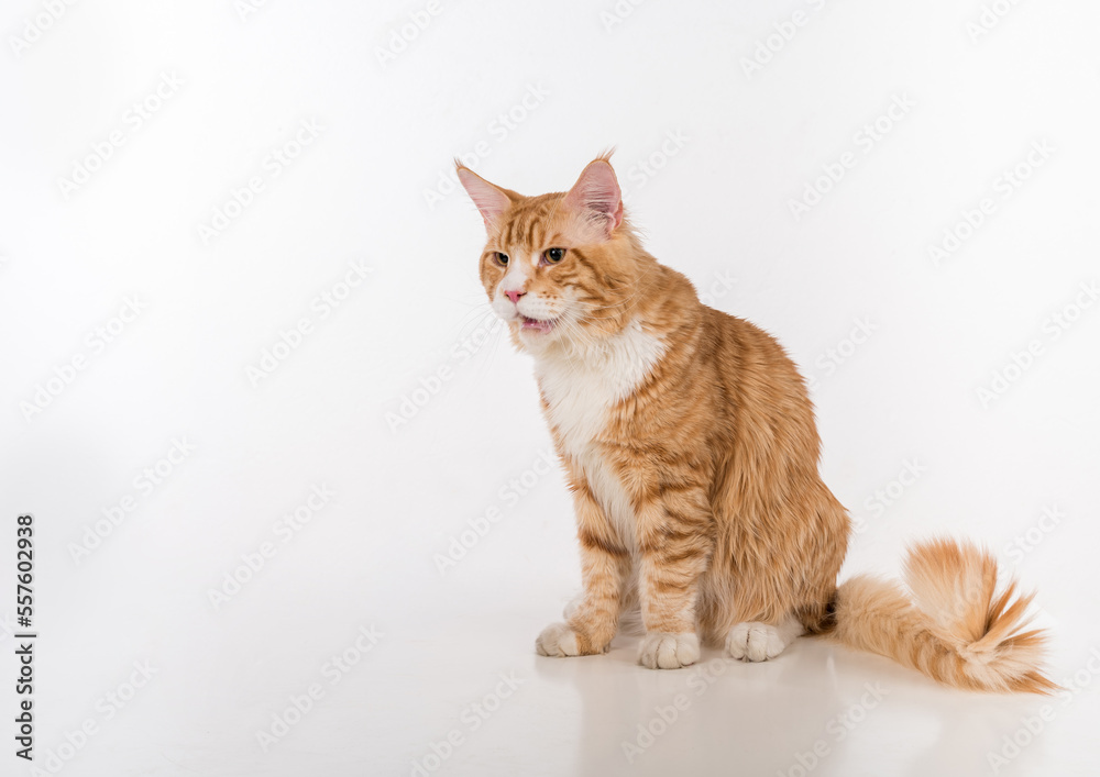 Curious Maine Coon Cat Sitting on the White Table with Reflection. White Background. Open Mouth