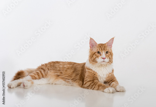 Curious Maine Coon Cat Sitting on the White Table with Reflection. White Background. Looking Up. Portrait.