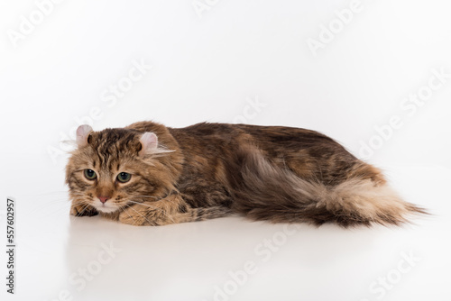 Dark American Curl Cat Sitting on the white table. White Background. Looking Down. © Mindaugas Dulinskas
