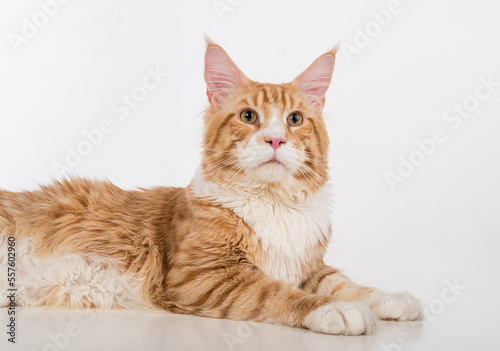 Curious Maine Coon Cat Sitting on the White Table with Reflection. White Background. Portrait.