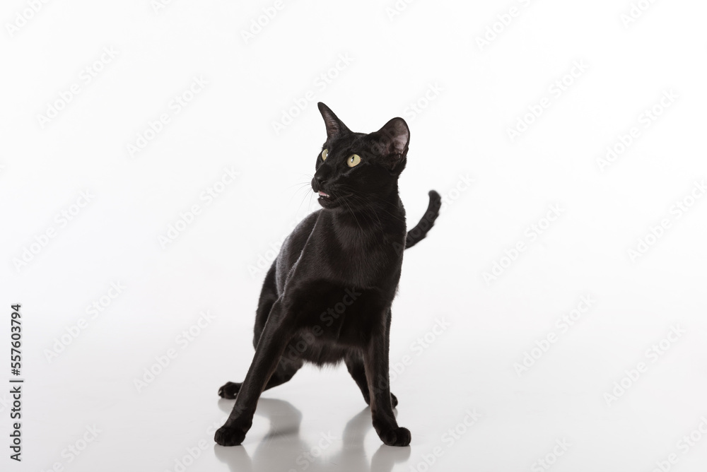 Scared Black Oriental Shorthair Cat Sitting on White Table with Reflection. White Background.