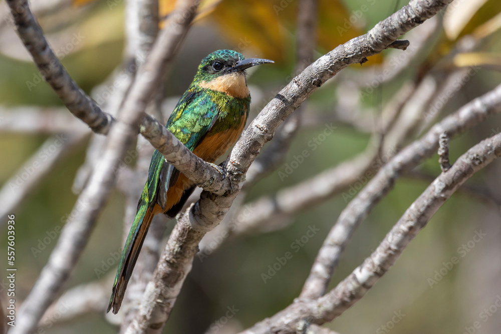 A Rufous-tailed Jacamar also knows as Ariramba perched on a tree in the forest of the cerrrado biome. Species Galbula ruficauda. Bird lover. Birdwataching. Birding. Animal world. A Rufous-tailed Jacamar also knows as Ariramba perched on a tree in the forest of the cerrrado biome. Species Galbula ruficauda. Bird lover. Birdwataching. Birding. Animal world.