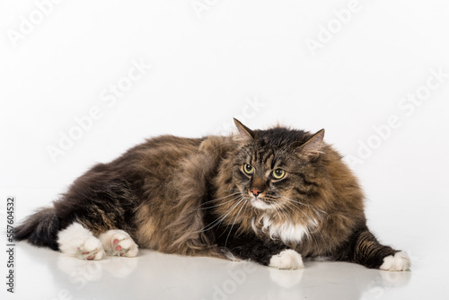 Curious and Angry Dark Cat Sitting on the white table. Portrait. White background. © Mindaugas Dulinskas