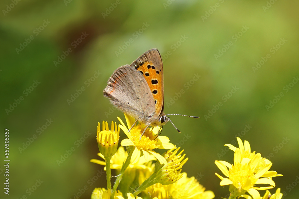 Small copper, American copper or common copper (Lycaena phlaeas), family Lycaenidae on the flowers of ragwort (Senecio jacobaea), family Asteraceae or Compositae. Summer in a Dutch garden. Small copper, American copper or common copper (Lycaena phlaeas), family Lycaenidae on the flowers of ragwort (Senecio jacobaea), family Asteraceae or Compositae. Summer in a Dutch garden.
