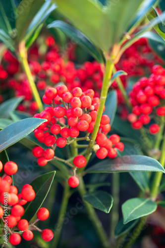 Red berries of winter blossoming garden plant, evergreen skimmia japonica  ornamental plant photo