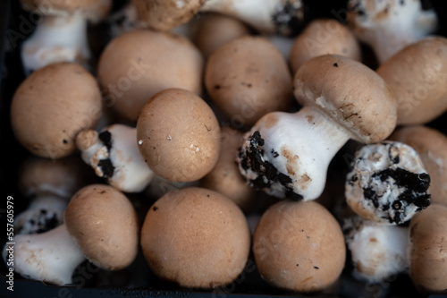 High quality organic brown champignon mushrooms growing in caves close up