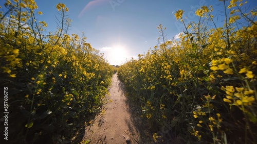 A path in a field of rapeseed on a spring day.