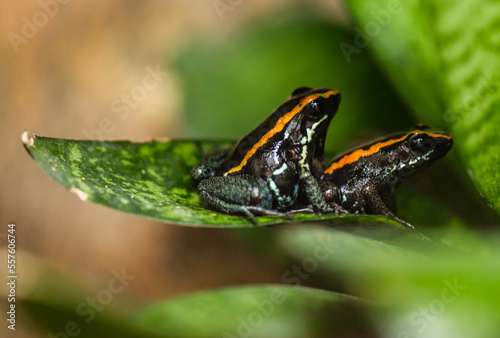 poison dart frog uses its brightly colored photo