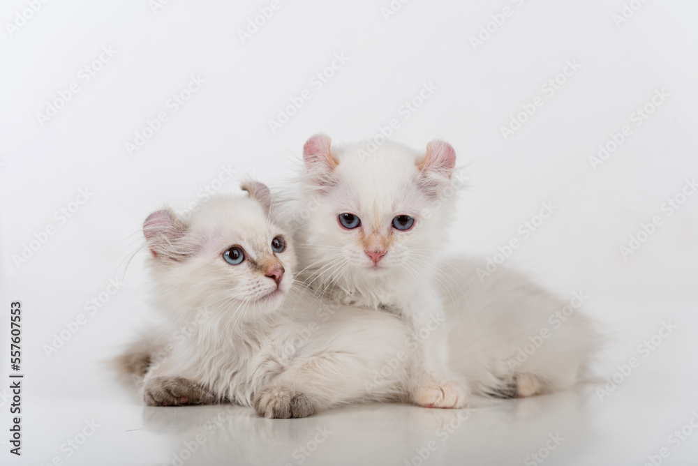 Small and Young Bright White Sad American Curl Cats Couple Sitting on the white table. White Background. Small and Young Bright White Sad American Curl Cats Couple Sitting on the white table. White Background.