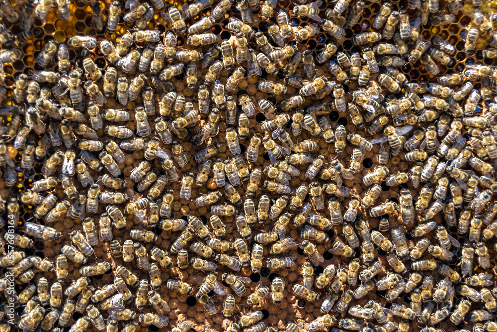 Abstract hexagon structure is honeycomb from bee hive filled Abstract hexagon structure is honeycomb from bee hive filled