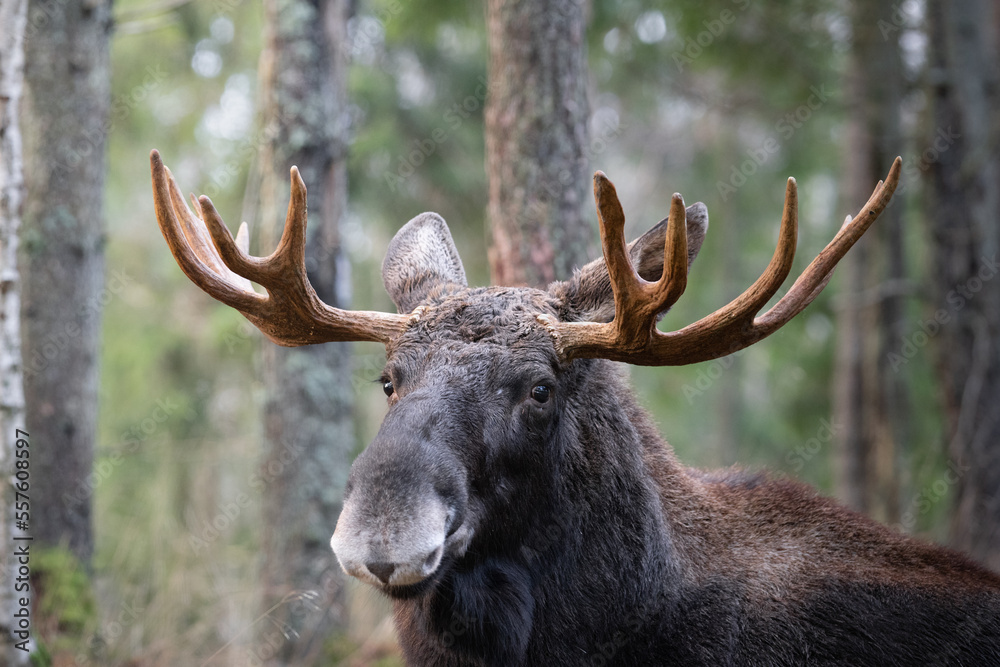 Moose bull with big antlers close up in forest with blurred background. Selective focus. Moose bull with big antlers close up in forest with blurred background. Selective focus.