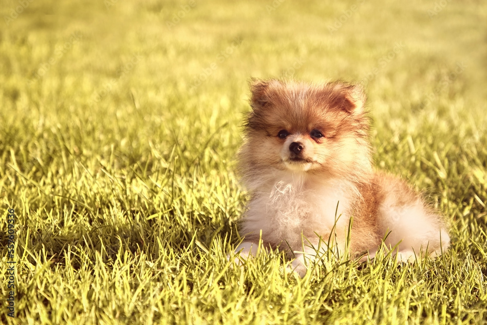 Fototapeta premium cute little pomeranian puppy with fiery red color