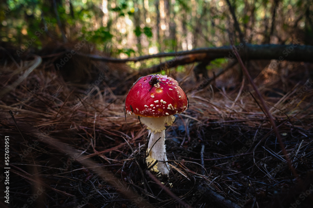 Red fly agaric (amanita muscaria) appears on the pine forest floor Red fly agaric (amanita muscaria) appears on the pine forest floor