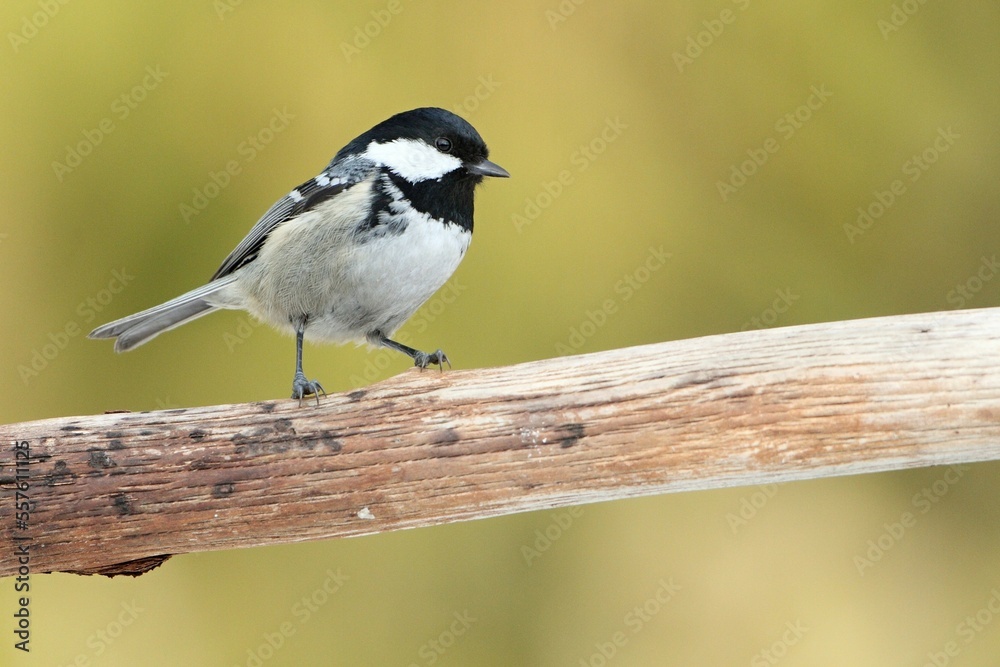 Coal tit, (Parus ater), sýkora úhelníček on the branch Coal tit, (Parus ater), sýkora úhelníček on the branch