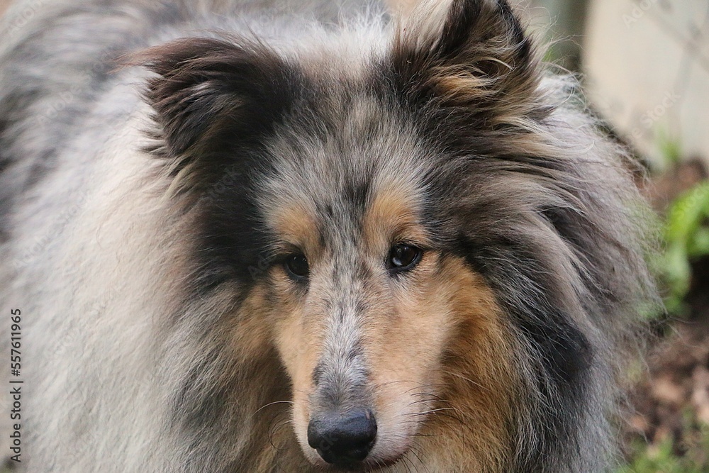 beautiful head portrait from a long haired blue merle collie in the garden beautiful head portrait from a long haired blue merle collie in the garden