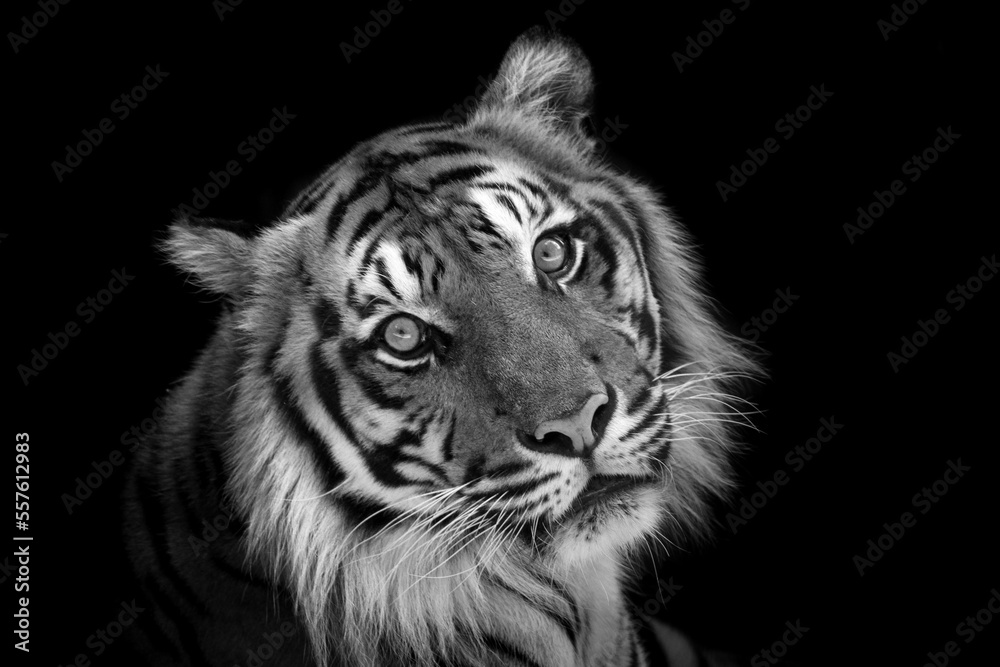 The Sumatran Tiger Closeup Portrait