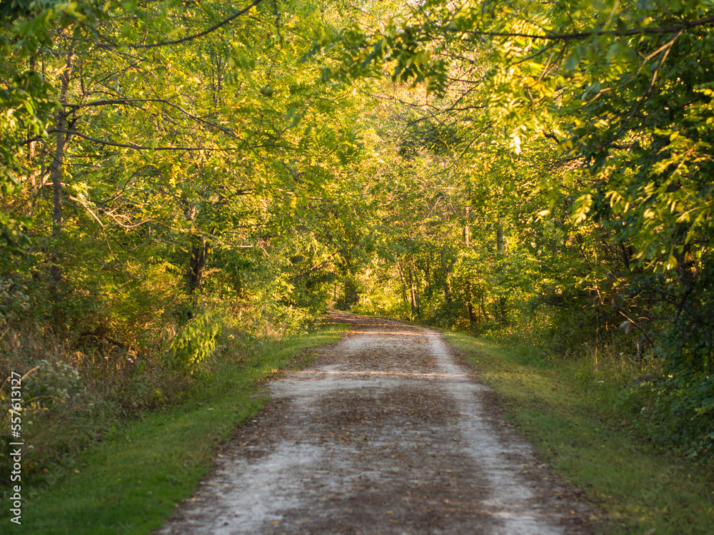 Obraz premium Path through the spring forest with lush greenery.