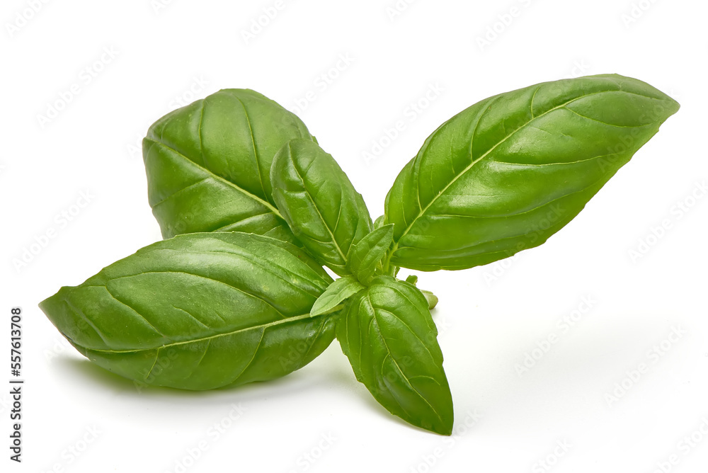 Basil leaves, isolated on white background. Basil leaves, isolated on white background.