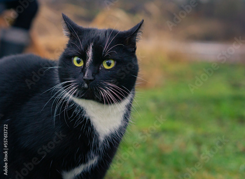 Domestic black cat with green eyes curiously looking