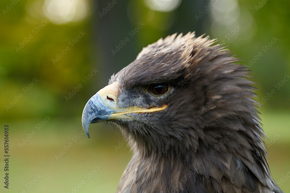 Aquila chrysaetos, Golden eagle, orel skalní, portrait, close up. Aquila chrysaetos, Golden eagle, orel skalní, portrait, close up.
