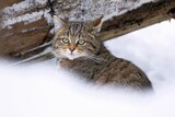  European wildcat, Kočka divoká (Felis silvestris), close up in the snow. Winter.
