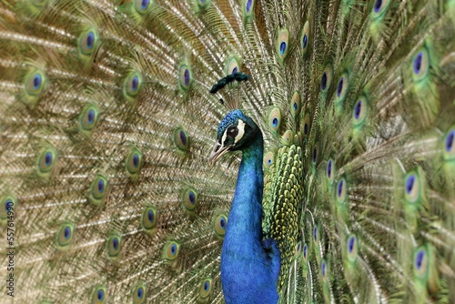 Closeup of a peacok (pavo cristatus) with its wings spread looking straight into the camera.