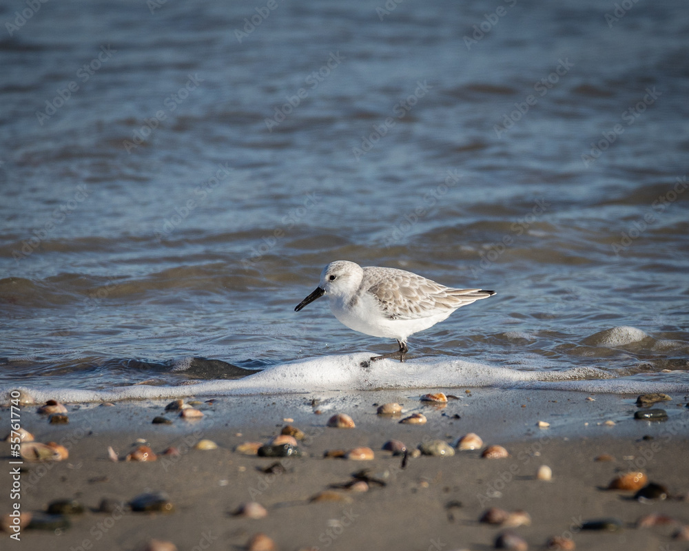 Sanderling on the beach