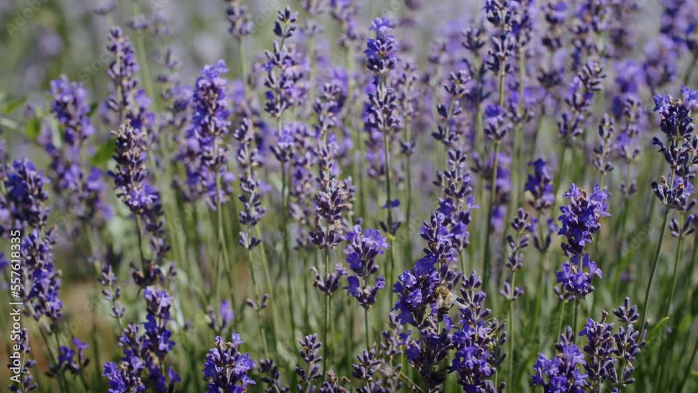 bees in a lavender field collect nectar. bees in a lavender field collect nectar.