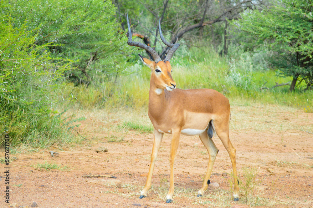Impala antelope in South African game reserve Impala antelope in South African game reserve