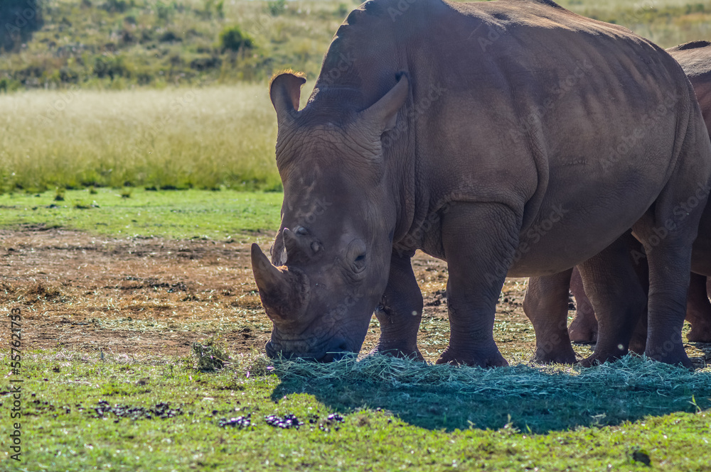 Obraz premium Artistic photo of a, endangered male bull white Rhinoceros in a game reserve in Johannesburg South Africa