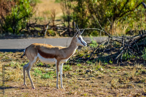 Springbok antelope ( Antidorcas marsupialis ) is national animal of South Africa taken in a game reserve during safari