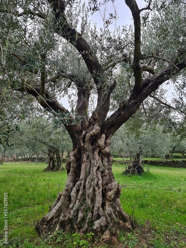 Old olive tree  