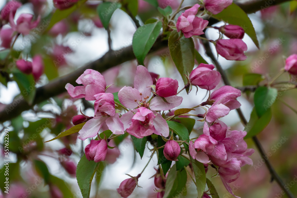 Pink And Red Crabapple Blossoms In Spring Pink And Red Crabapple Blossoms In Spring
