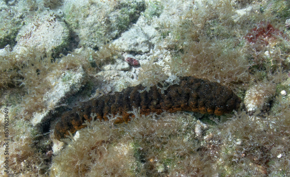 Donkey Dung Sea Cucumber Donkey Dung Sea Cucumber