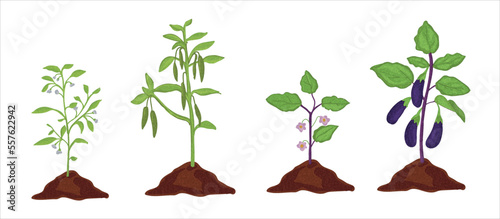 Growth stages of aubergine and green pepper plant. aubergine and green pepper  vector illustration © Melek