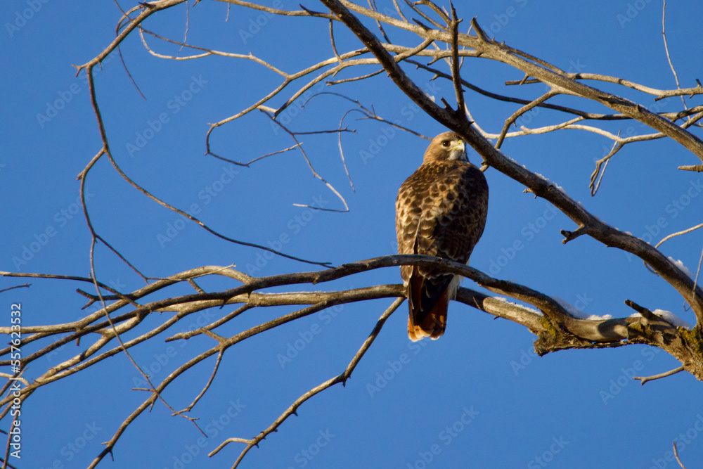 Young Redtail Hawk on Cottonwood Young Redtail Hawk on Cottonwood