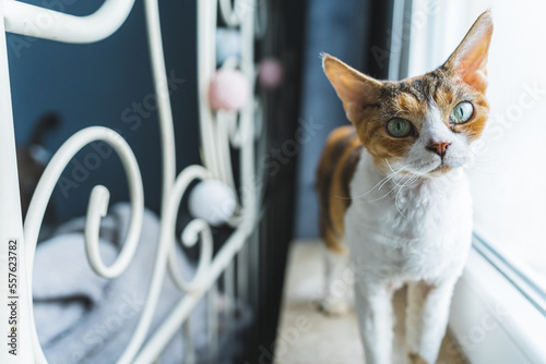 A Devon rex cat standing on a windowsill next to a bedframe and looking at the camera. Pet concept. Medium shot. High quality photo photo