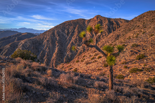 Joshua Tree National Park Landscape Series, Keys View summit at sunset, a high viewpoint with palm trees, Indio Hills, and mountains in Southern California, USA