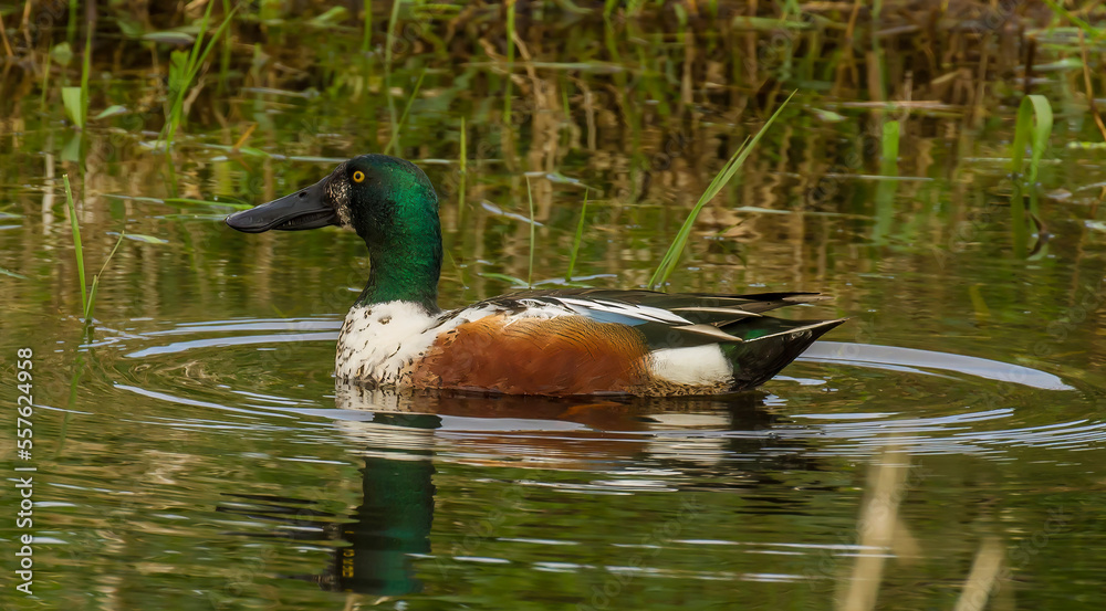Fototapeta premium Norther shoveler duck