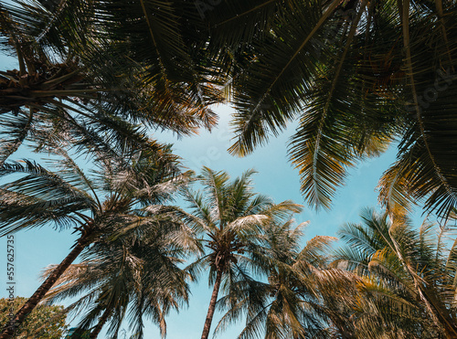 palm tree lookup