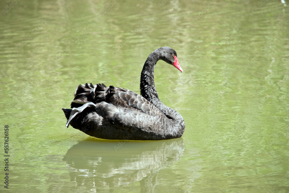 the black swan is a medium sized black bird with a red beak and red eye