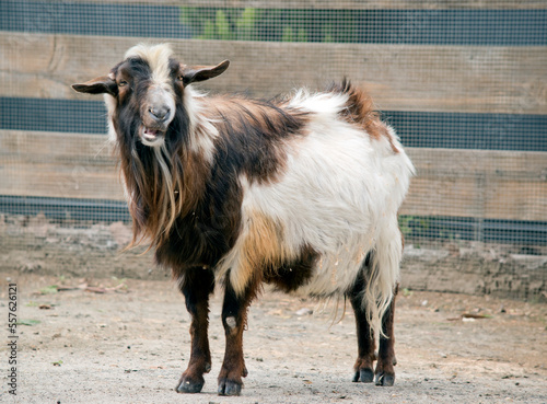 this billy goat lives on a farm