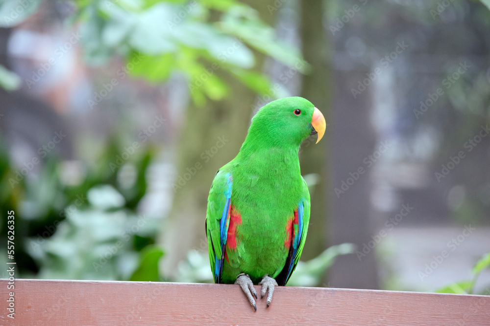 Obraz premium the male eclectus parrot is resting 9on a bench
