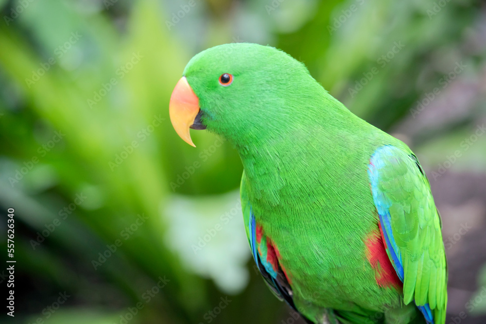 the male eclectus parrot is manily green with an orange and yellow bill