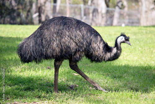 this is a side view of an Australian emu walking across a field