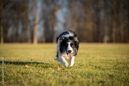 Dog Catches frisbee runs fast in field