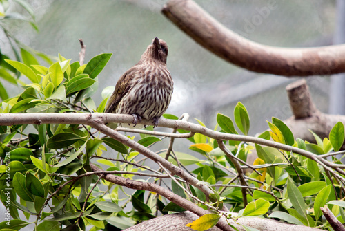 the female figbird is resting on a tree photo