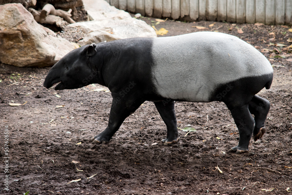 the malaysian tapir has a black head and shoulders with a white body and black legs the malaysian tapir has a black head and shoulders with a white body and black legs