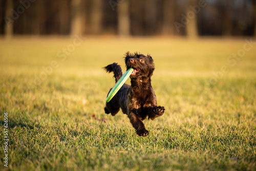 Dog Catches frisbee runs fast in field